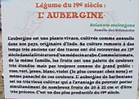 12 - Legume du 19e - L'Aubergine.jpg